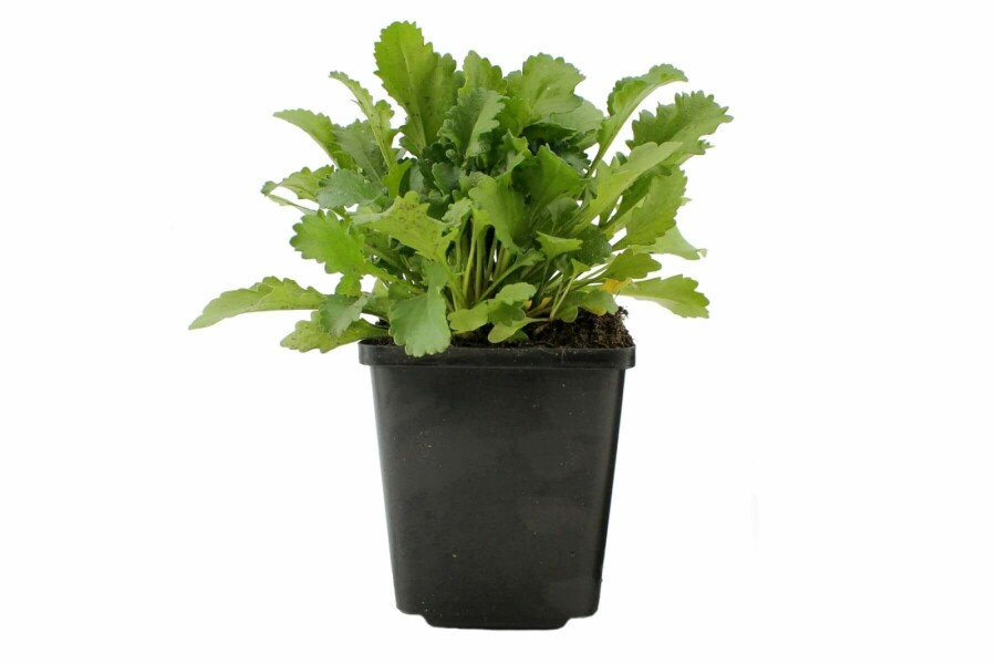 Wilde margriet Leucanthemum vulgare 'Maikonigin' 5-10 Pot P9 Leucanthemum vulgare 'Maikonigin'