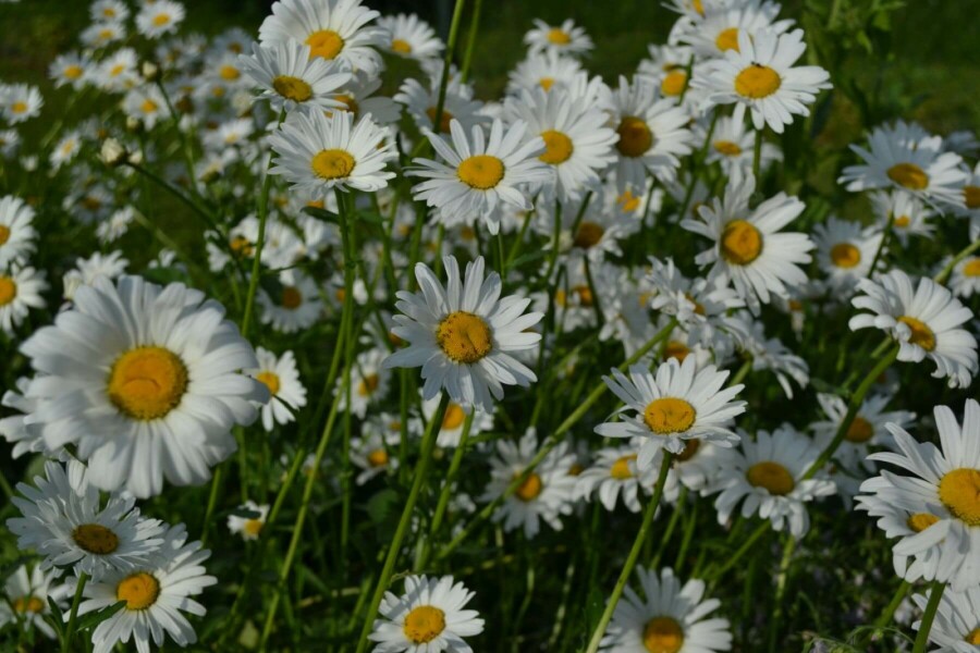 Wilde margriet Leucanthemum vulgare 'Maikonigin' 5-10 Pot P9 Leucanthemum vulgare 'Maikonigin'