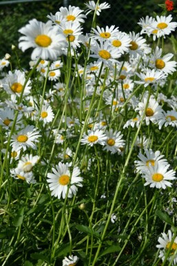 Wilde margriet Leucanthemum vulgare 'Maikonigin' 5-10 Pot P9 Leucanthemum vulgare 'Maikonigin'