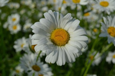 Wilde margriet Leucanthemum vulgare 'Maikonigin' 5-10 Pot P9 Leucanthemum vulgare 'Maikonigin'