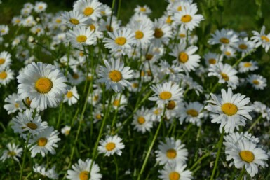 Wilde margriet Leucanthemum vulgare 'Maikonigin' 5-10 Pot P9 Leucanthemum vulgare 'Maikonigin'