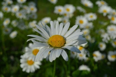 Wilde margriet Leucanthemum vulgare 'Maikonigin' 5-10 Pot P9 Leucanthemum vulgare 'Maikonigin'