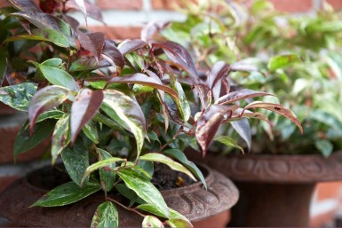 Druifheide Leucothoe fontanesiana 'Rainbow' Struik 20-30 Pot C2