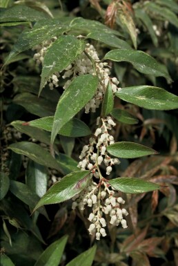 Druifheide Leucothoe fontanesiana 'Rainbow' Struik 20-30 Pot C2