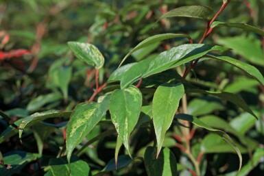 Druifheide Leucothoe fontanesiana 'Rainbow' Struik 20-30 Pot C2