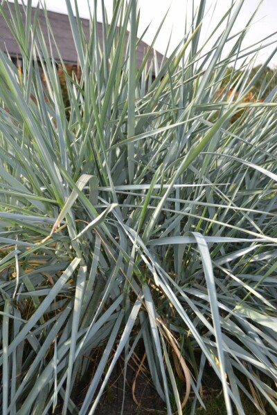 Zandhaver Leymus arenarius 5-10 Pot P9 Leymus arenarius