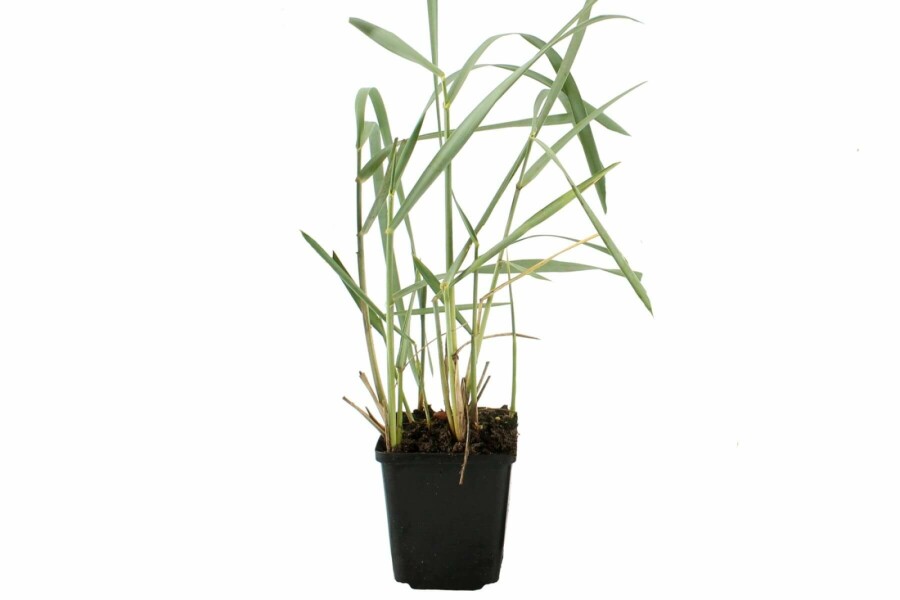 Zandhaver Leymus arenarius 5-10 Pot P9 Leymus arenarius