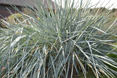 Zandhaver Leymus arenarius 5-10 Pot P9 Leymus arenarius