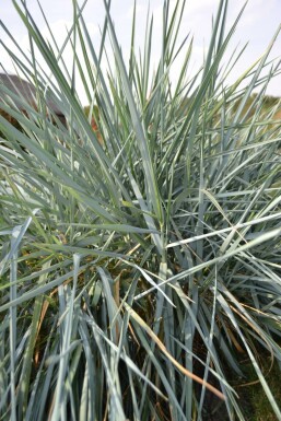 Zandhaver Leymus arenarius 5-10 Pot P9 Leymus arenarius