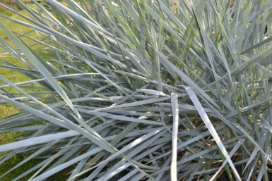 Zandhaver Leymus arenarius 5-10 Pot P9 Leymus arenarius