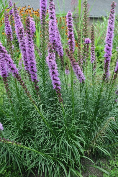 Lampepoetser Liatris spicata 'Floristan Violet' 5-10 Pot P9 Liatris spicata 'Floristan Violet'