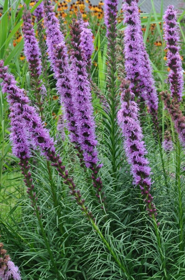 Lampepoetser Liatris spicata 'Floristan Violet' 5-10 Pot P9 Liatris spicata 'Floristan Violet'