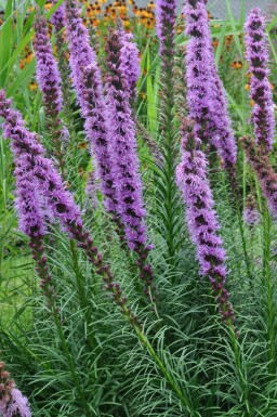 Lampepoetser Liatris spicata 'Floristan Violet' 5-10 Pot P9 Liatris spicata 'Floristan Violet'