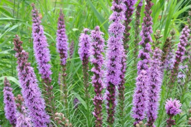 Lampepoetser Liatris spicata 'Floristan Violet' 5-10 Pot P9 Liatris spicata 'Floristan Violet'