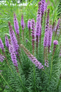 Lampepoetser Liatris spicata 'Floristan Violet' 5-10 Pot P9 Liatris spicata 'Floristan Violet'
