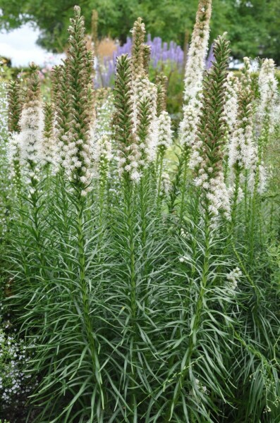 Lampepoetser Liatris spicata 'Floristan Weiss' 5-10 Pot P9 Liatris spicata 'Floristan Weiss'