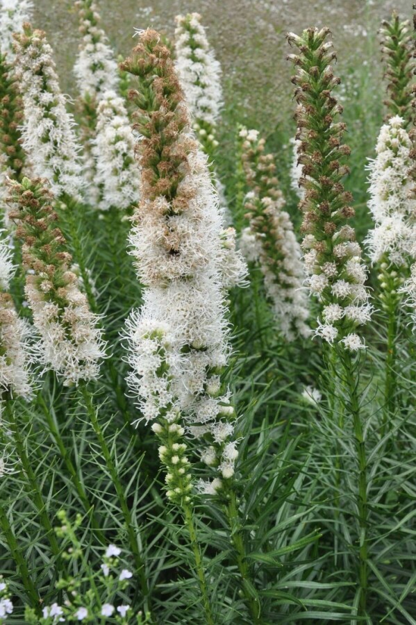 Lampepoetser Liatris spicata 'Floristan Weiss' 5-10 Pot P9 Liatris spicata 'Floristan Weiss'