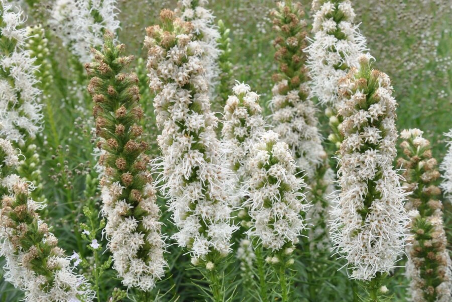 Lampepoetser Liatris spicata 'Floristan Weiss' 5-10 Pot P9 Liatris spicata 'Floristan Weiss'