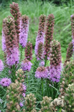 Lampenpoetser Liatris spicata 'Kobold' 5-10 Pot P9 Liatris spicata 'Kobold'