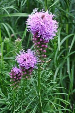 Lampenpoetser Liatris spicata 'Kobold' 5-10 Pot P9 Liatris spicata 'Kobold'