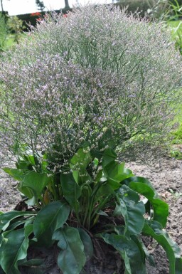 Lamsoor Limonium latifolium 5-10 Pot P9 Limonium latifolium