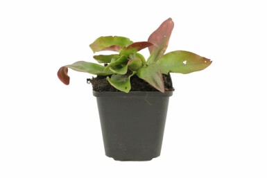 Lamsoor Limonium latifolium 5-10 Pot P9 Limonium latifolium