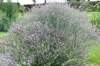 Lamsoor Limonium latifolium 5-10 Pot P9 Limonium latifolium