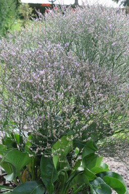 Lamsoor Limonium latifolium 5-10 Pot P9 Limonium latifolium