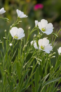 Overblijvend vlas Linum perenne 'Album' 5-10 Pot P9 Linum perenne 'Album'