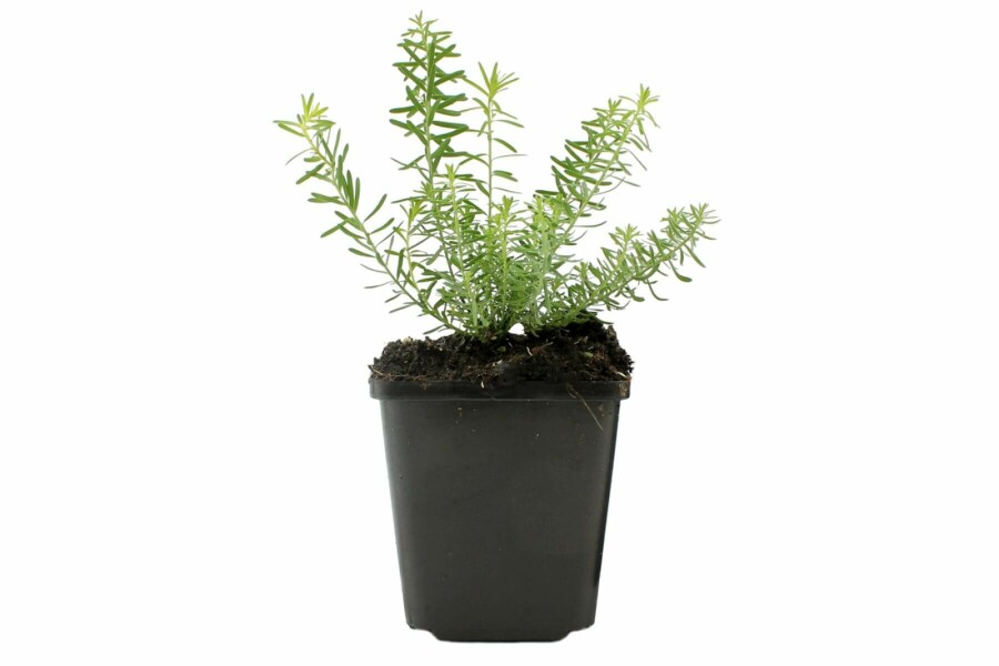 Overblijvend vlas Linum perenne 'Album' 5-10 Pot P9 Linum perenne 'Album'