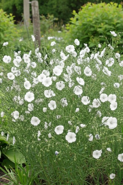 Vlas Linum perenne 'Diamant' 5-10 Pot P9 Linum perenne 'Diamant'