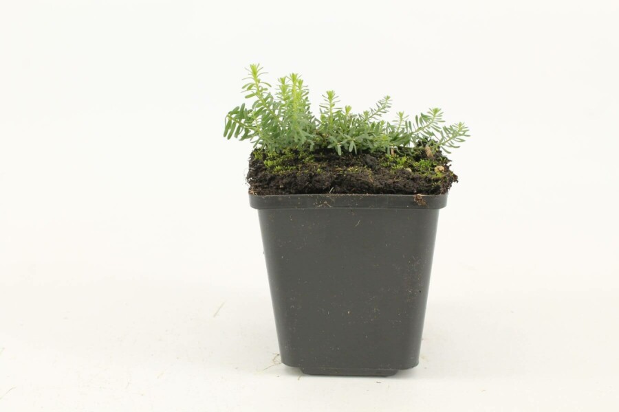 Vlas Linum perenne 'Diamant' 5-10 Pot P9 Linum perenne 'Diamant'