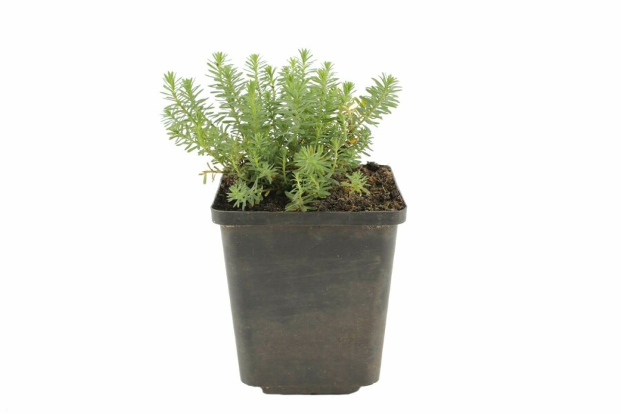 Vlas Linum perenne 'Saphir' 5-10 Pot P9 Linum perenne 'Saphir'