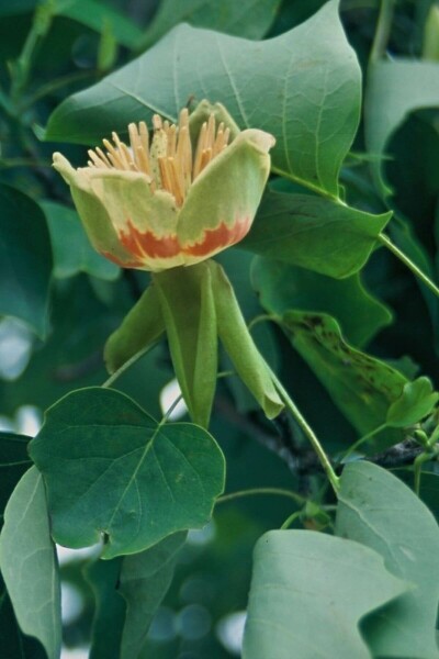 Amerikaanse tulpenboom Liriodendron tulipifera Struik 30-40 Pot C5 Liriodendron tulipifera struik 30-40 cm