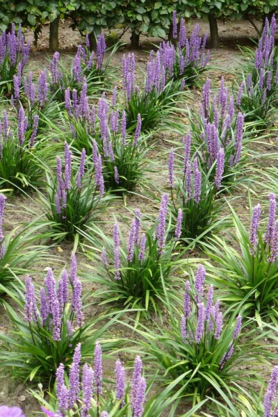 Leliegras Liriope muscari 'Moneymaker' 10-15 Pot C2 Liriope muscari 'Moneymaker'