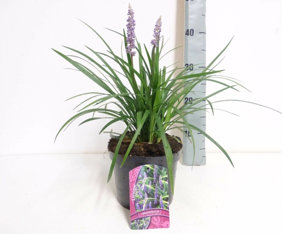 Leliegras Liriope muscari 'Moneymaker' 10-15 Pot C2 Liriope muscari 'Moneymaker'