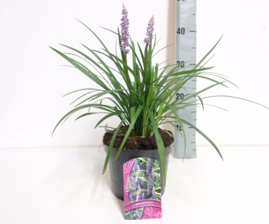 Leliegras Liriope muscari 'Moneymaker' 10-15 Pot C2 Liriope muscari 'Moneymaker'