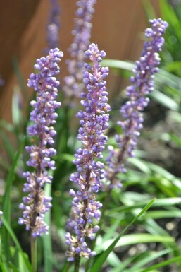 Leliegras Liriope muscari 'Moneymaker' 5-10 Pot P9 Liriope muscari 'Moneymaker'