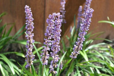Leliegras Liriope muscari 'Moneymaker' 5-10 Pot P9 Liriope muscari 'Moneymaker'