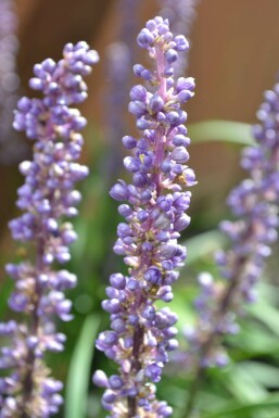 Leliegras Liriope muscari 'Moneymaker' 5-10 Pot P9 Liriope muscari 'Moneymaker'