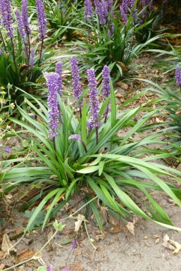 Leliegras Liriope muscari 'Moneymaker' 5-10 Pot P9 Liriope muscari 'Moneymaker'