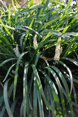 Leliegras Liriope muscari 'Monroe White' 5-10 Pot P9