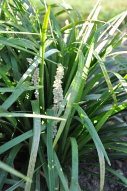 Leliegras Liriope muscari 'Monroe White' 5-10 Pot P9 Liriope muscari 'Monroe White'