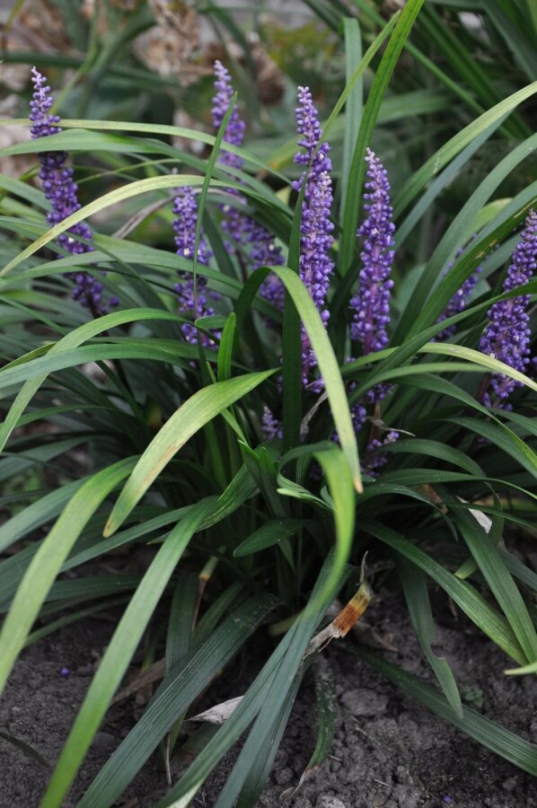 Leliegras Liriope muscari 'Royal Purple' 10-15 Pot C2 Liriope muscari 'Royal Purple'