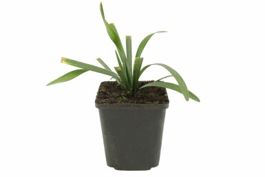 Leliegras Liriope muscari 'Royal Purple' 5-10 Pot P9 Liriope muscari 'Royal Purple'