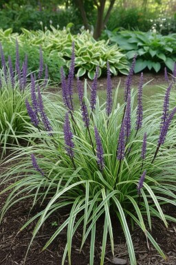 Leliegras Liriope muscari 'Silvery Sunproof' 10-15 Pot C2 Liriope muscari 'Silvery Sunproof'