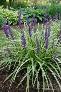 Leliegras Liriope muscari 'Silvery Sunproof' 5-10 Pot P9 Liriope muscari 'Silvery Sunproof'