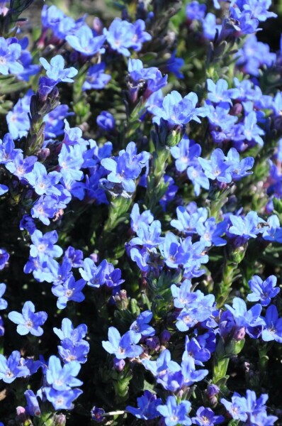 Steenzaad Lithodora diffusa 'Heavenly Blue' 5-10 Pot P9 Lithodora diffusa 'Heavenly Blue'