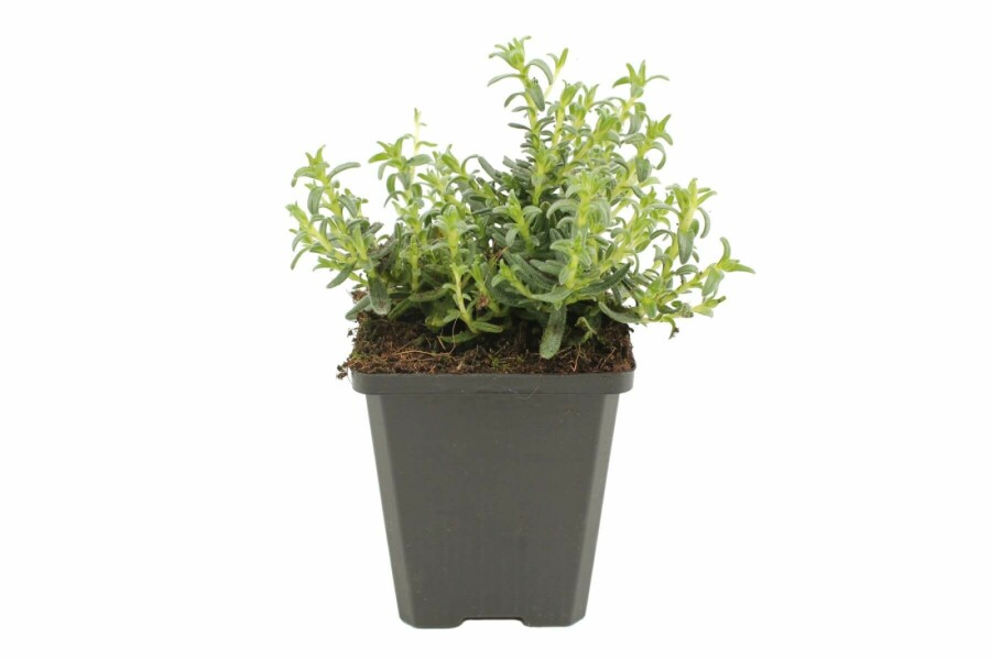 Steenzaad Lithodora diffusa 'Heavenly Blue' 5-10 Pot P9 Lithodora diffusa 'Heavenly Blue'