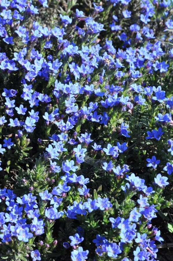 Steenzaad Lithodora diffusa 'Heavenly Blue' 5-10 Pot P9 Lithodora diffusa 'Heavenly Blue'